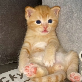 Telegram profile photo for English Chatting πΊ| Meow Group π