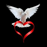 Telegram profile photo for 🕊کبوترانه🕊
