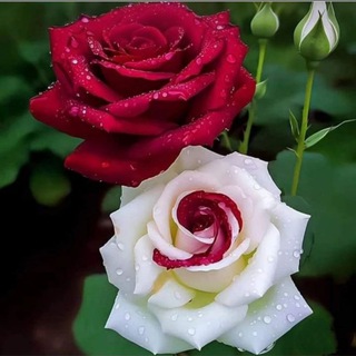 Telegram profile photo for 🌹𝒃𝒊𝒉𝒂𝒎𝒕𝒂🌹