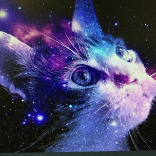 Telegram profile photo for The cat's life