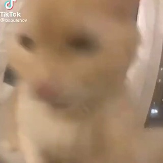 Telegram profile photo for Memes Market 3.0