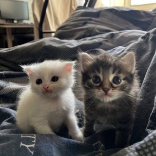 Telegram profile photo for Подвал романа