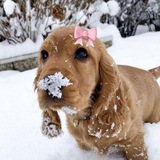 Telegram profile photo for 🎀🎅🏼печенье для Санты🎅🏼🍪