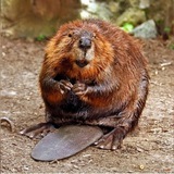 Telegram profile photo for Beaver lore 🦫