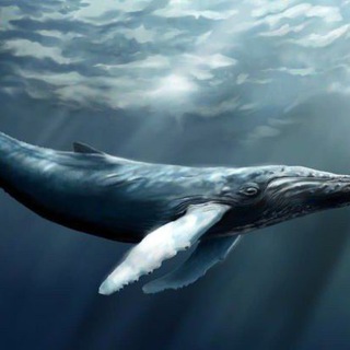 Telegram profile photo for синий кит