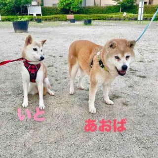 Telegram profile photo for AO-CHAN | Neiro’s Sister | Portal
