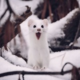 Telegram profile photo for Премиум емоджы кф