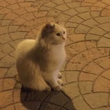 Telegram profile photo for المَلاذ