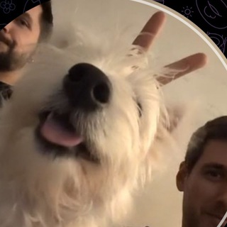 Telegram profile photo for андердогинск