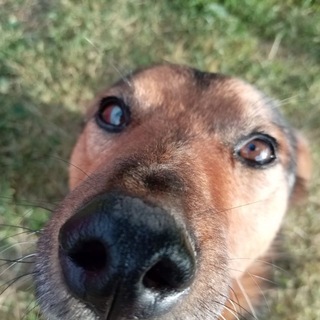 Telegram profile photo for The Fanged dog