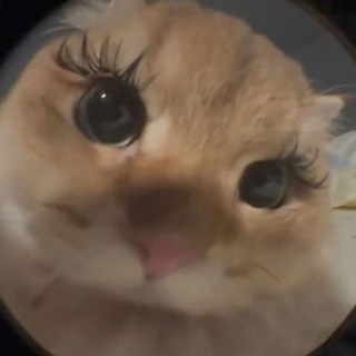 Telegram profile photo for абрикос