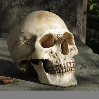 Telegram profile photo for Skeletons from Osetia