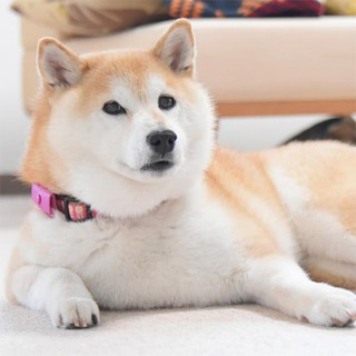 Telegram profile photo for ringo cto