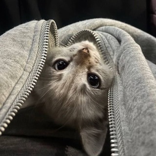 Telegram profile photo for your home