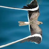 Telegram profile photo for Aero.Alumni