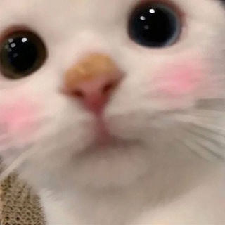 Telegram profile photo for щось миленьке кожен день