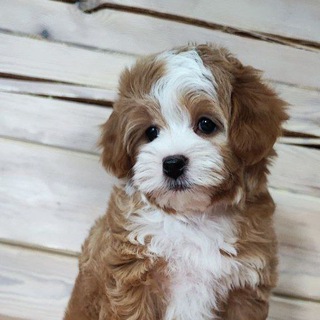 Telegram profile photo for Malti_pushka❤️ ❤️ ( Мальтипу щенки Maltipoo) кавапу и пуделя.