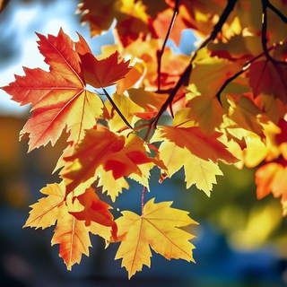 Telegram profile photo for 🍁Одинокий Клён🍁