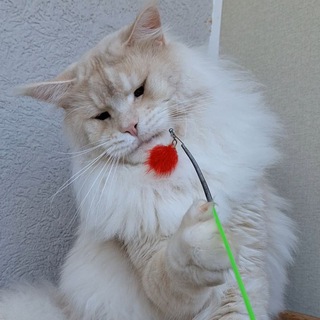 Telegram profile photo for Питомник мейн-кунов ❤️Alisenta❤️