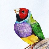 Telegram profile photo for Rainbow amadine