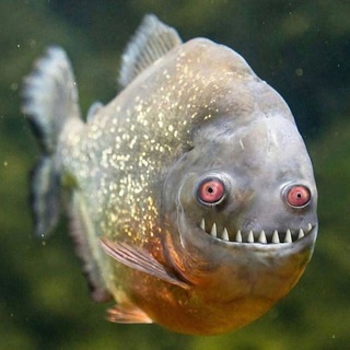 Telegram group profile photo for Рыба и Морепродукты Оптом ЕАЭС