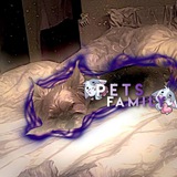Telegram profile photo for pets_family 🐈⬛️☘🐩