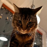 Telegram profile photo for канал сильного независимого кота