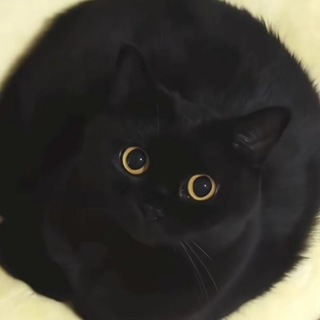 Telegram profile photo for худу🐈⬛