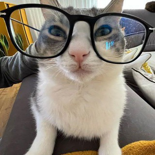 Telegram profile photo for # Мурзик