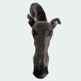 Telegram profile photo for $19CM