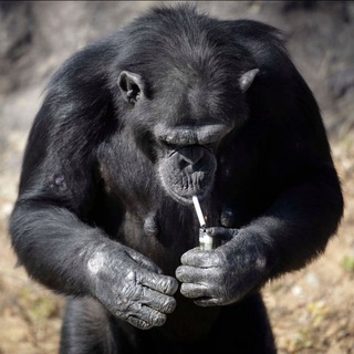 Telegram profile photo for Humble Apes Journals💸