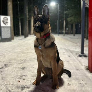 Telegram profile photo for Немецкий хвост 🇩🇪