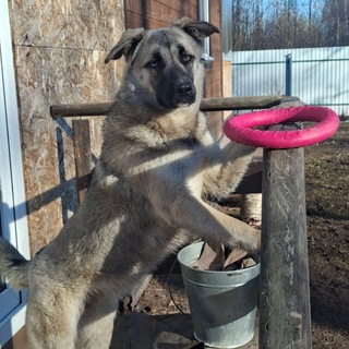 Telegram profile photo for Скаинька🎀🐶