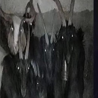 Telegram profile photo for dece1tfuleyes