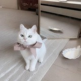 Telegram profile photo for diving hachi