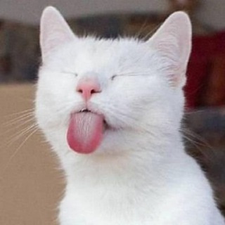 Telegram profile photo for Котофания
