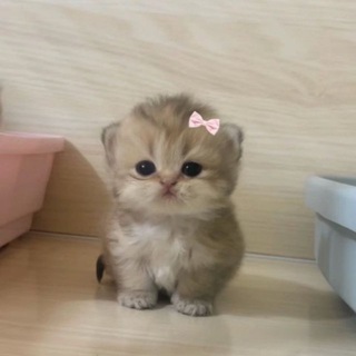 Telegram group profile photo for ВЗАИМНЫЕ ПОДПИСКИ💖 реакции