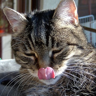 Telegram profile photo for Seppi Huber