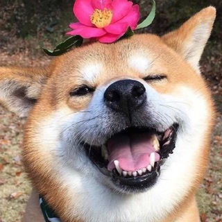 Telegram profile photo for 玲子货源通知