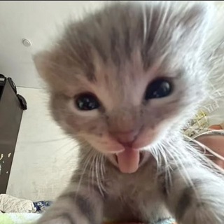 Telegram profile photo for Уау