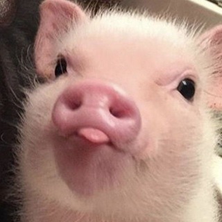Telegram profile photo for Пузатый дубина