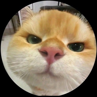 Telegram profile photo for Личный блог