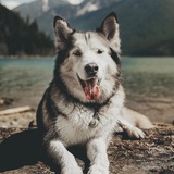Telegram profile photo for Картиночки