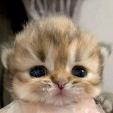 Telegram profile photo for Left channel