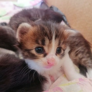 Telegram profile photo for Fiisha hehe