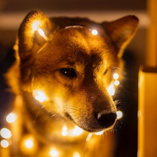 Telegram profile photo for Каштанка