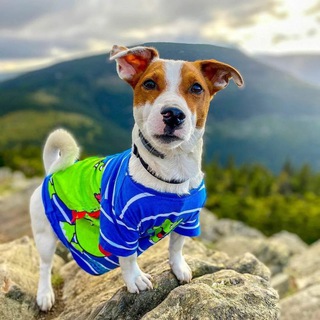 Telegram profile photo for ЛОКИ БОБО и The NeptooN Фанат🐶❤️
