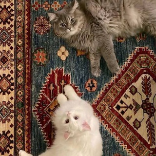 Telegram profile photo for ﴿ ربَُ الِكوَّن ﴾