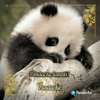 Telegram profile photo for 🐼•● ƤลηのลCнล ●•🐼🐾