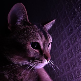 Telegram profile photo for Elsweyr